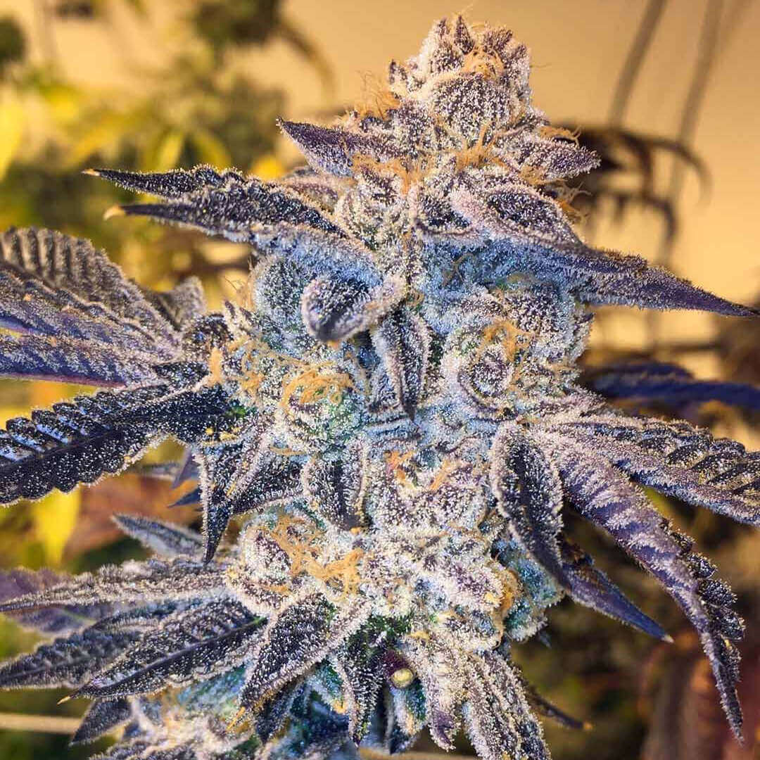 Girl Scout Cookies Strain Guide